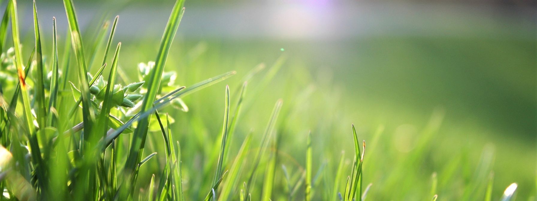 Close-up of vibrant green grass blades in soft sunlight, highlighting healthy turf growth achieved through proper nutrient management and seasonal care in a Baltimore lawn.