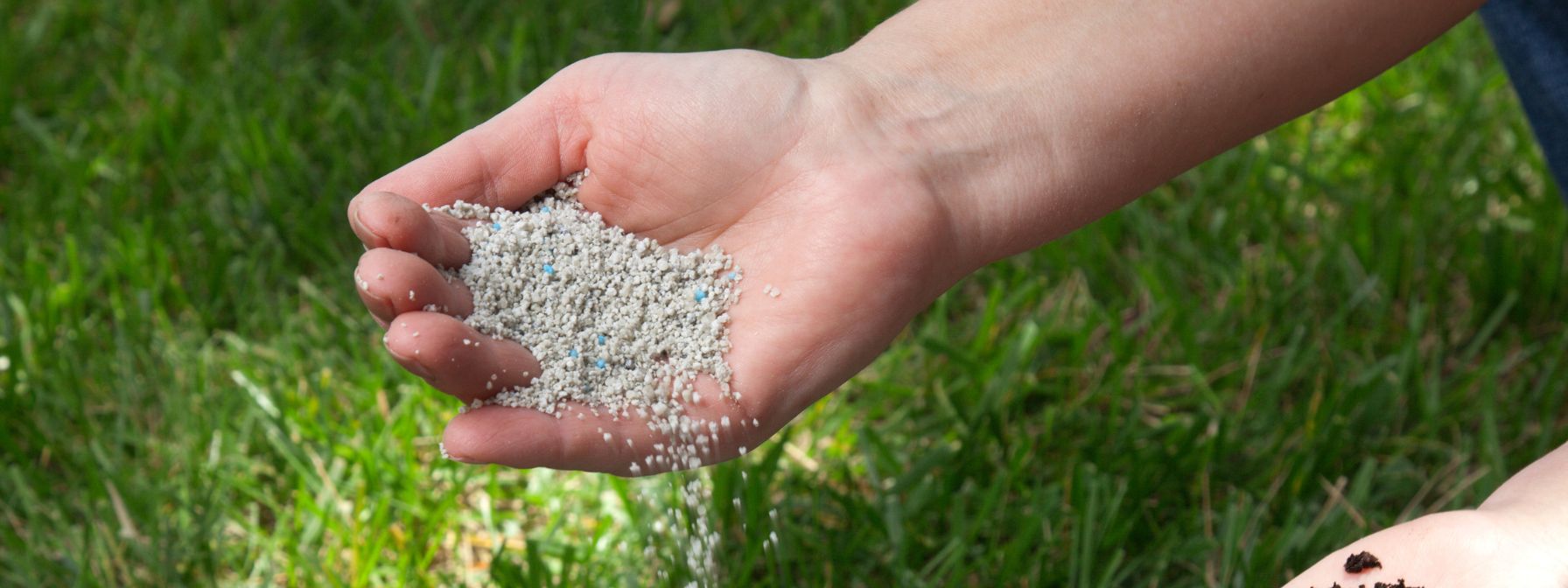 Hand sprinkling granular lawn fertilizer onto green grass, illustrating proper nutrient application as part of a healthy turf management routine in Baltimore.