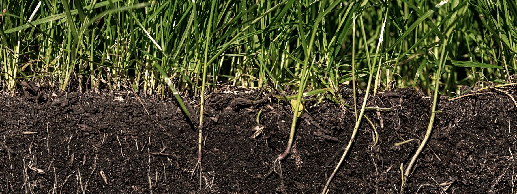 Cross-section view of healthy green grass with visible roots in rich, dark soil—illustrating the importance of nutrient-rich soil and strong root development for lawn success in Baltimore.
