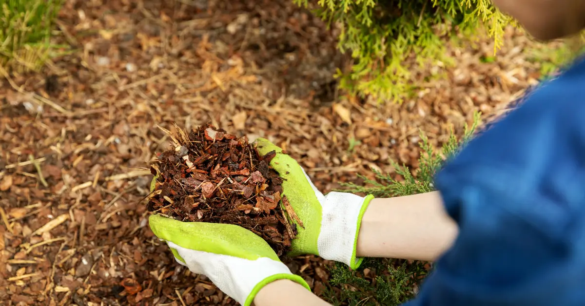 A person wearing white and green gardening gloves is holding a handful of brown mulch, preparing to spread it around the base of a plant in a landscaped garden bed.