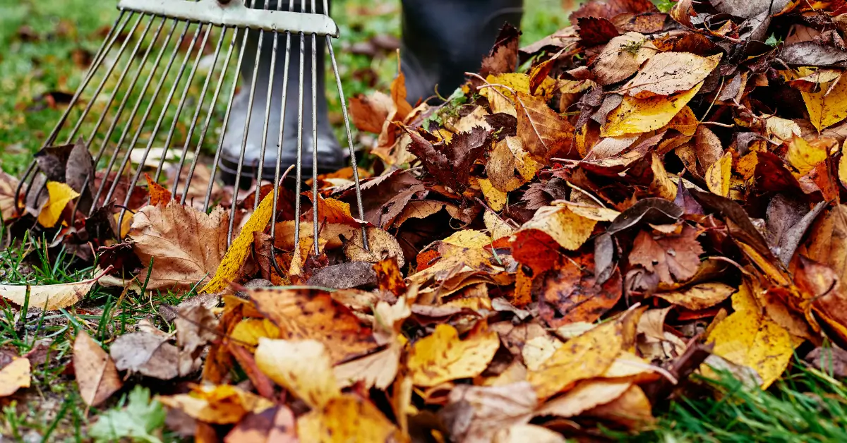A person wearing black rubber boots is using a metal rake to gather a pile of colorful fallen autumn leaves, including shades of yellow, orange, and brown, on a grassy lawn.