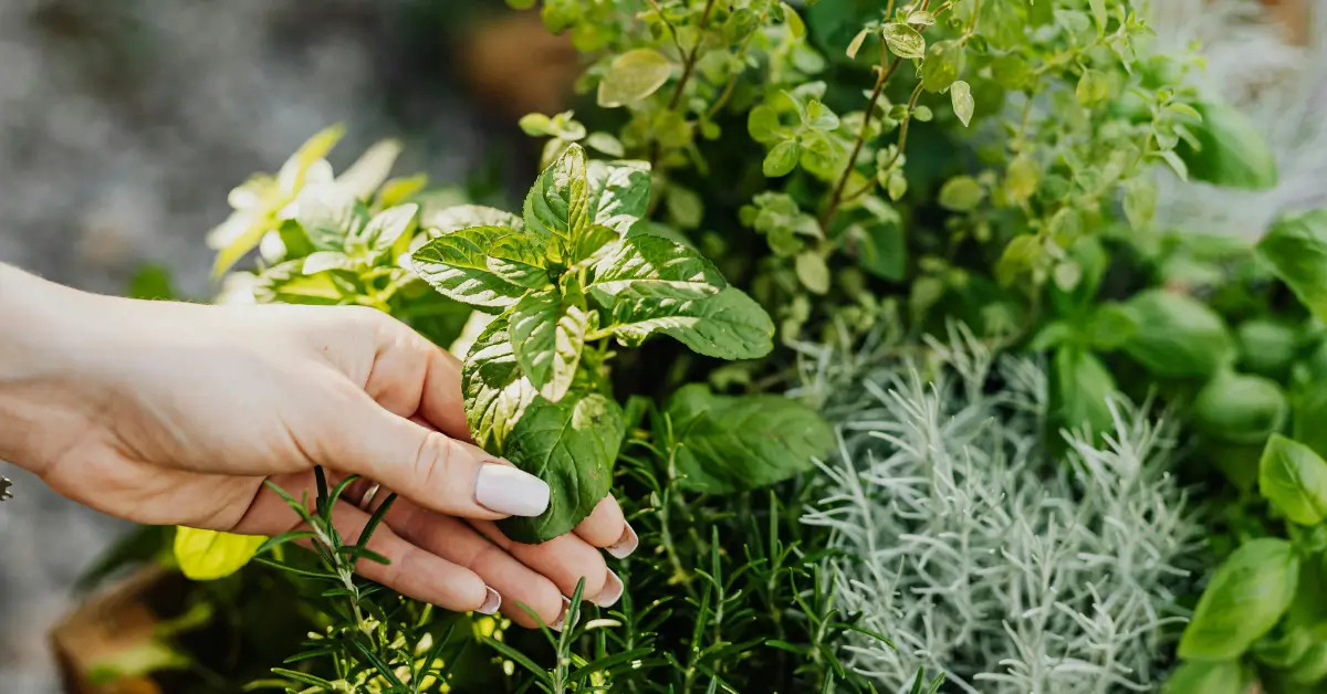 A close-up of a hand with light-colored nail polish gently holding a fresh green mint plant in a lush herb garden with various other green and silver-leafed plants. A close-up of a hand with light-colored nail polish gently holding a fresh green mint plant in a lush herb garden with various other green and silver-leafed plants.