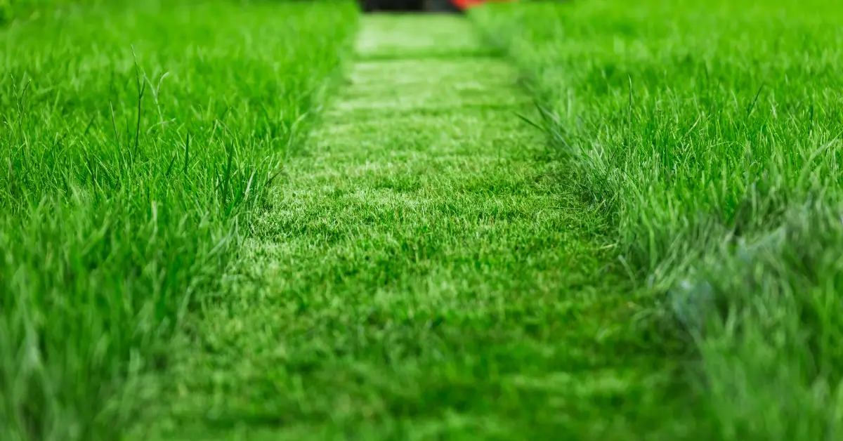 A close-up view of a freshly mowed strip of bright green grass, bordered by taller grass on both sides, with the lawn mower blurred in the background. A close-up view of a freshly mowed strip of bright green grass, bordered by taller grass on both sides, with the lawn mower blurred in the background.