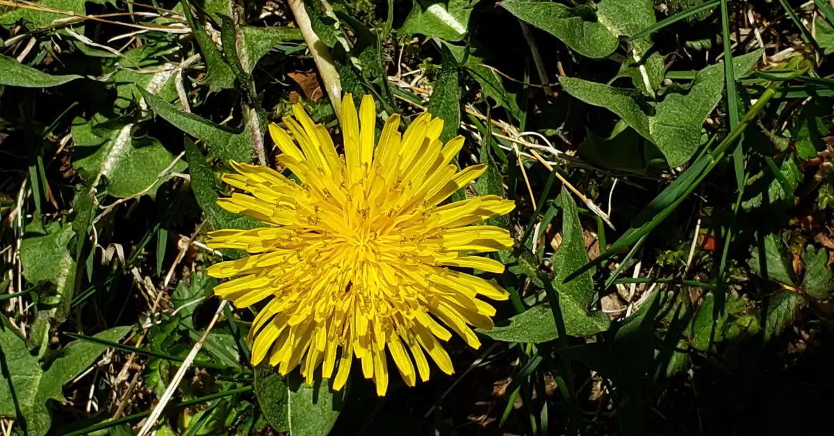Close-up of a bright yellow dandelion flower blooming among green leaves and grass.