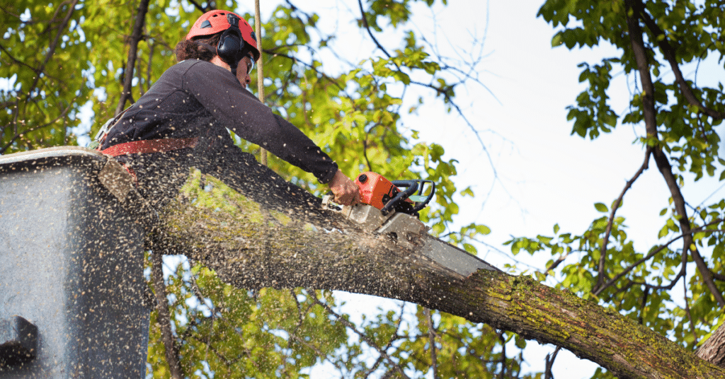 Tree Trimming & Shaping