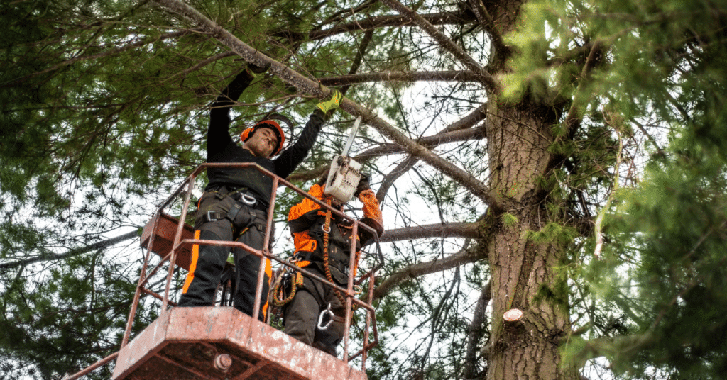 Seasonal Pruning