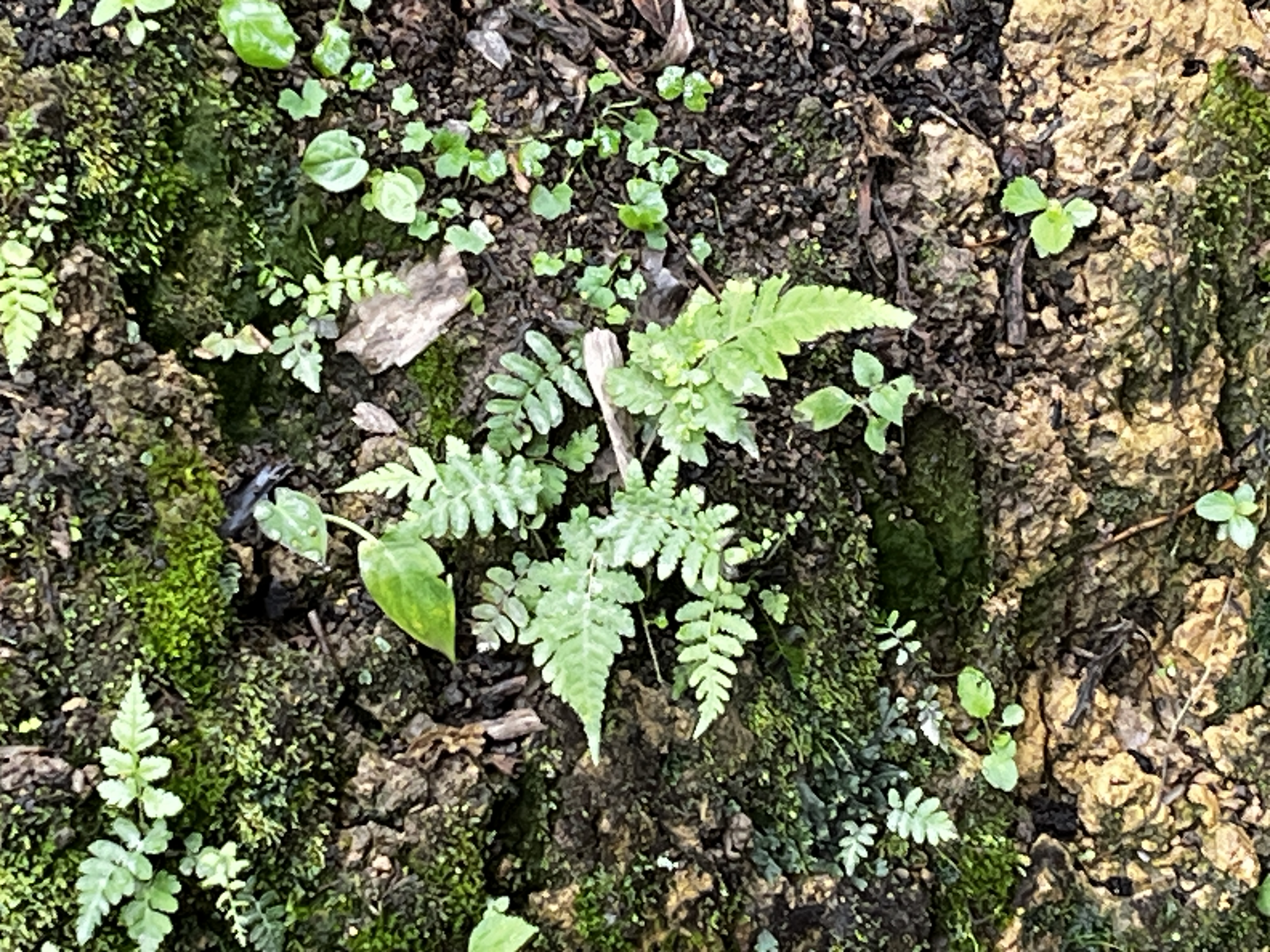 October 10-13: Wellness in the Wild: Rooting Deep and Reconnecting