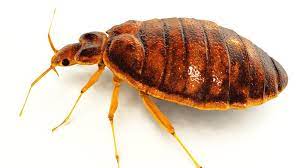 Bed Bug