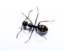 Carpenter Ant