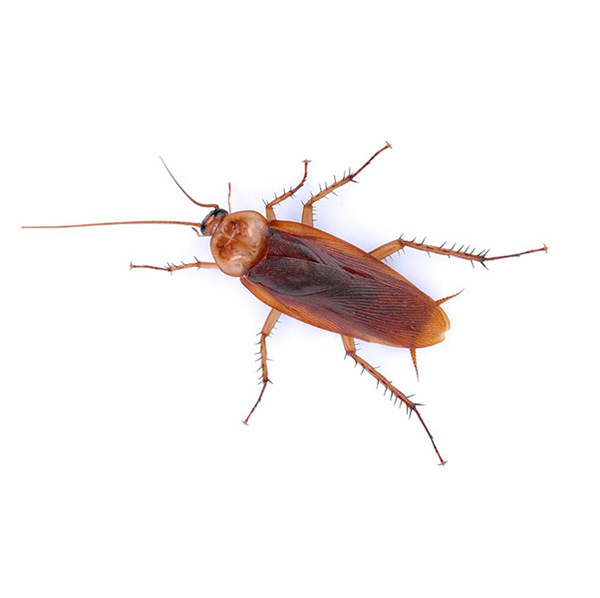 COCKROACH