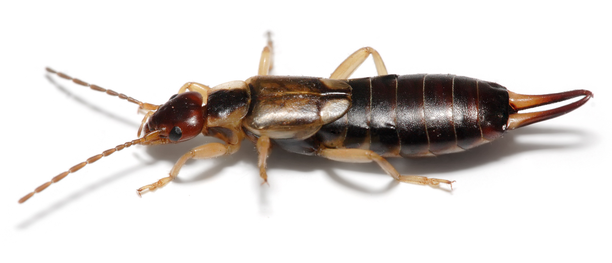 EARWIG 