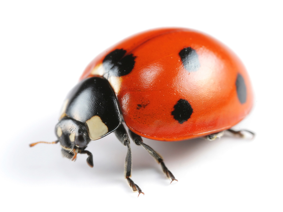 LADYBUG 