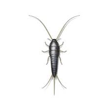 SILVERFISH 