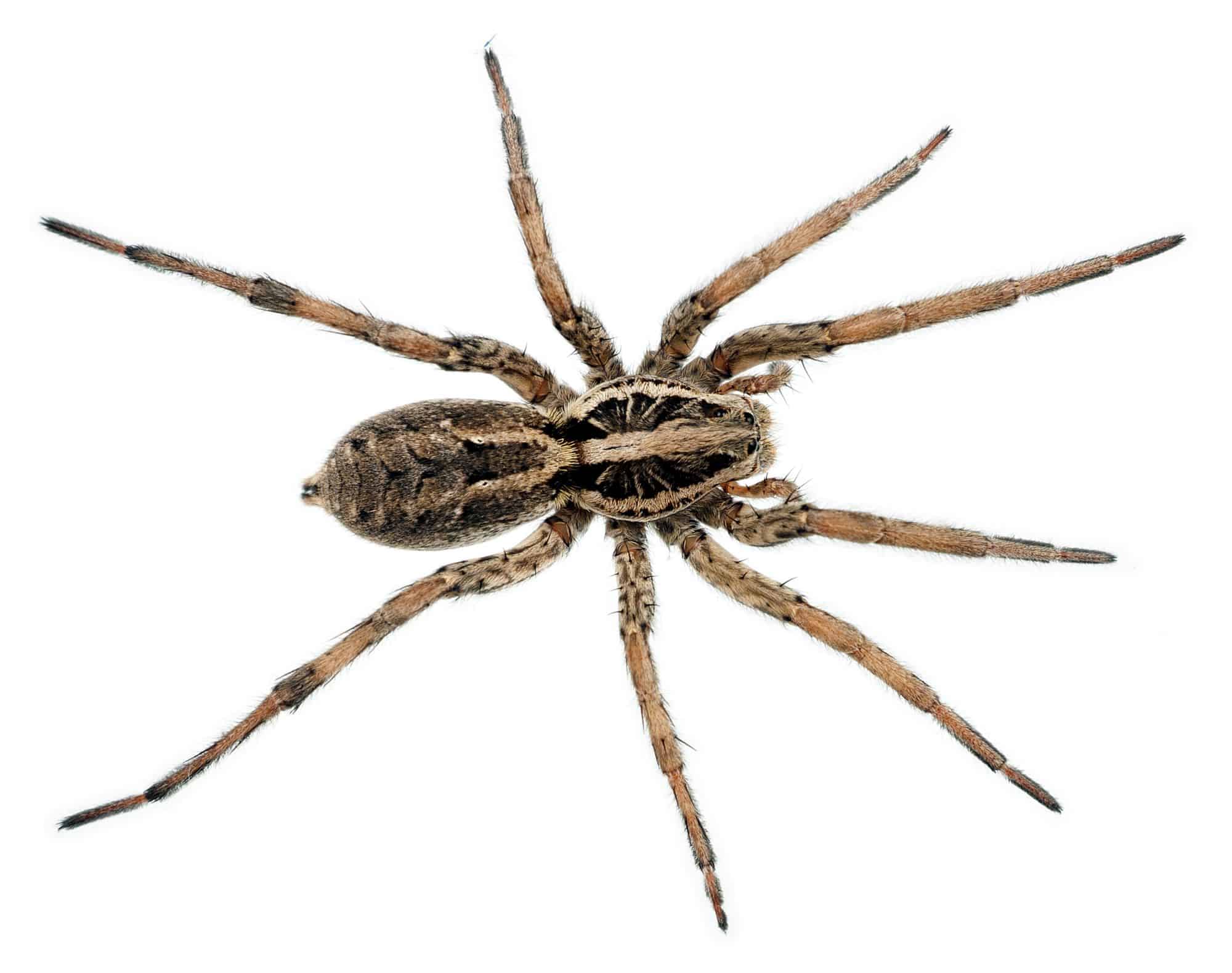 SPIDER 