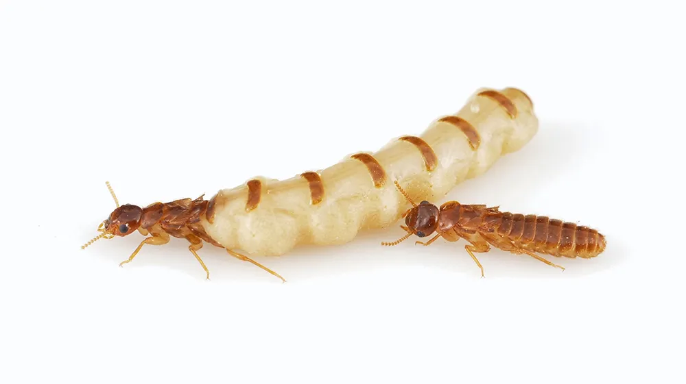 TERMITE 