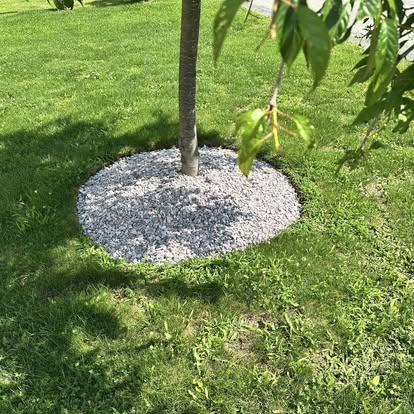 Mulched tree ring