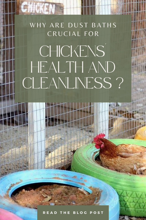 An image with the text why dust baths crucial for chickens An image with the text why dust baths crucial for chickens