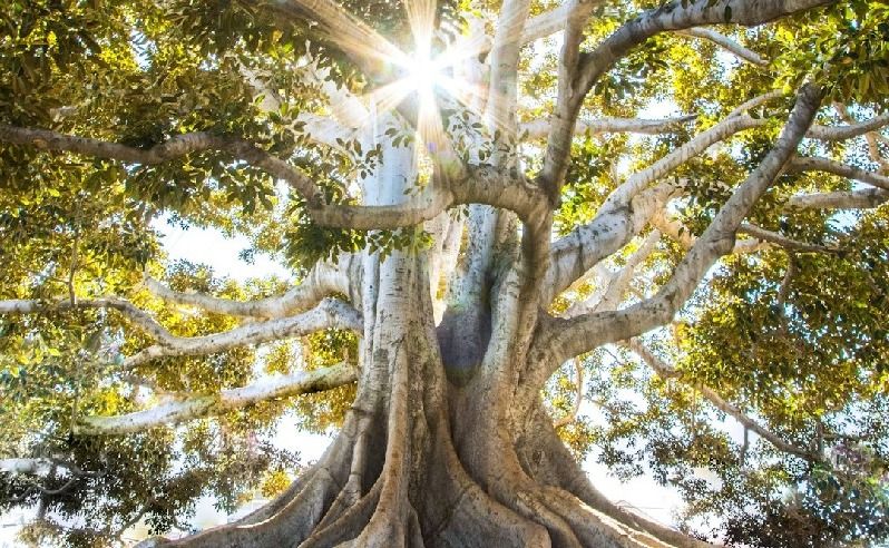 Root Cause Healing Center USA