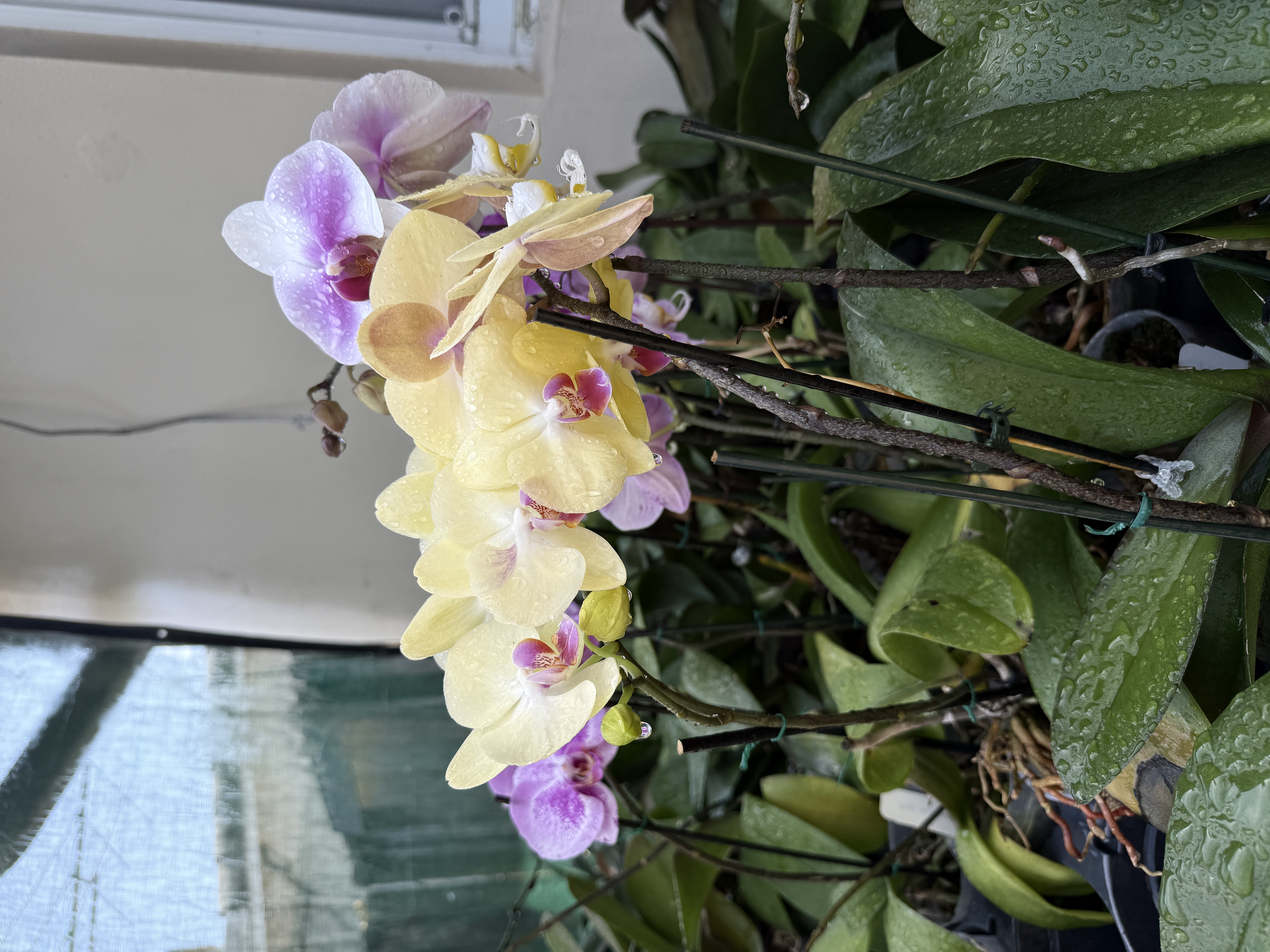 orchid arrangement at home orchid arrangement at home