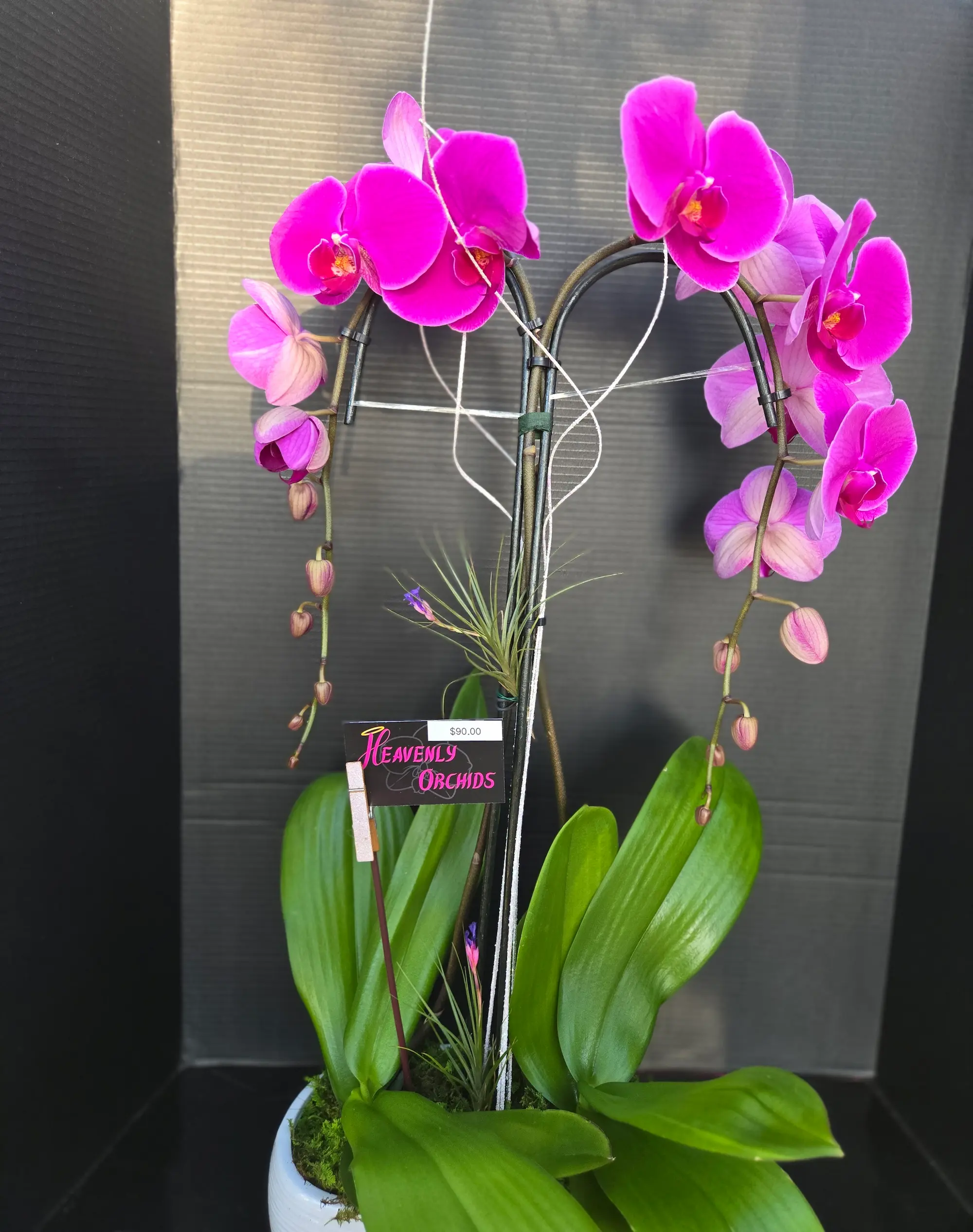 Orchid arrangement