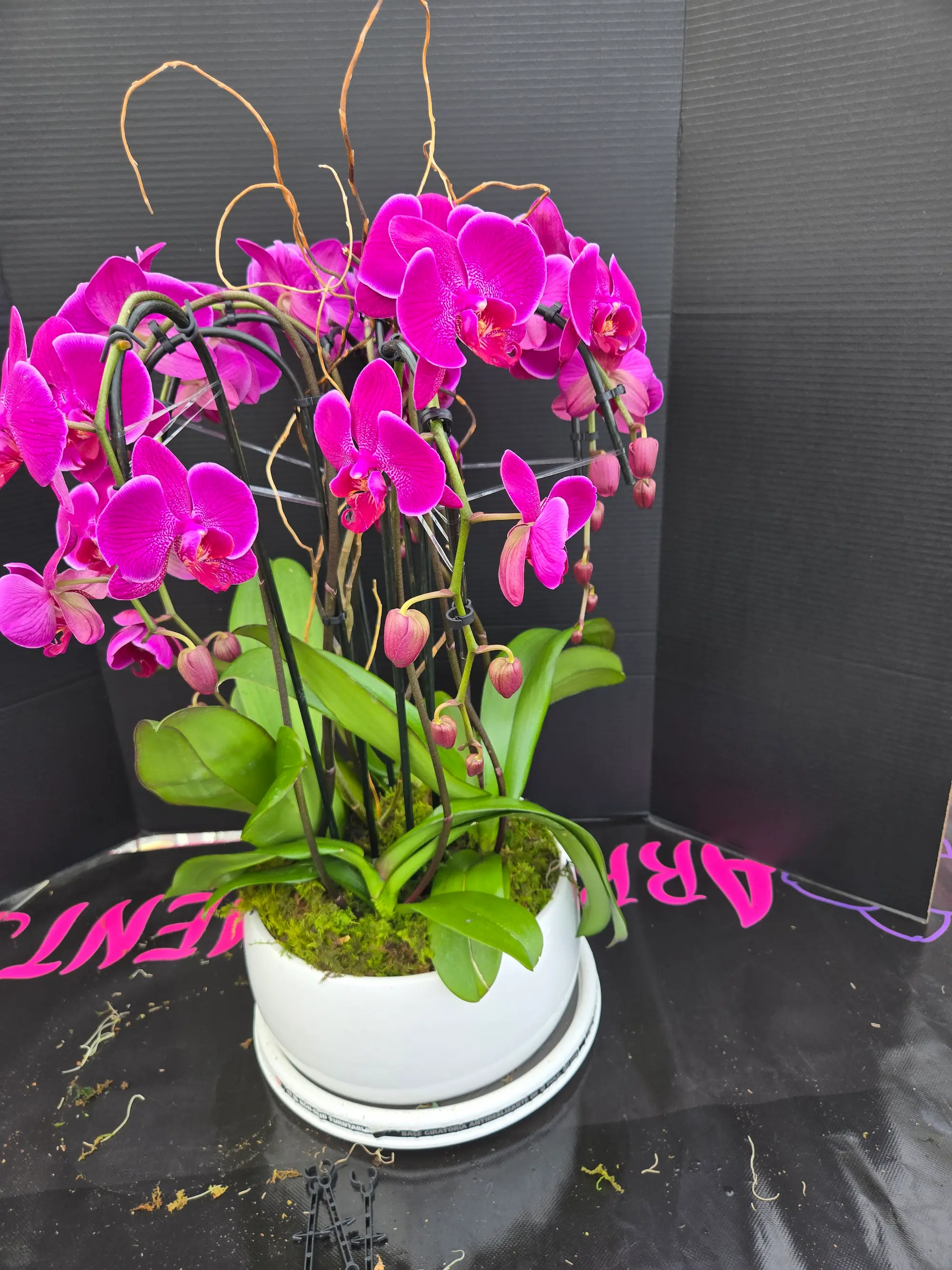 Orchid arrangement