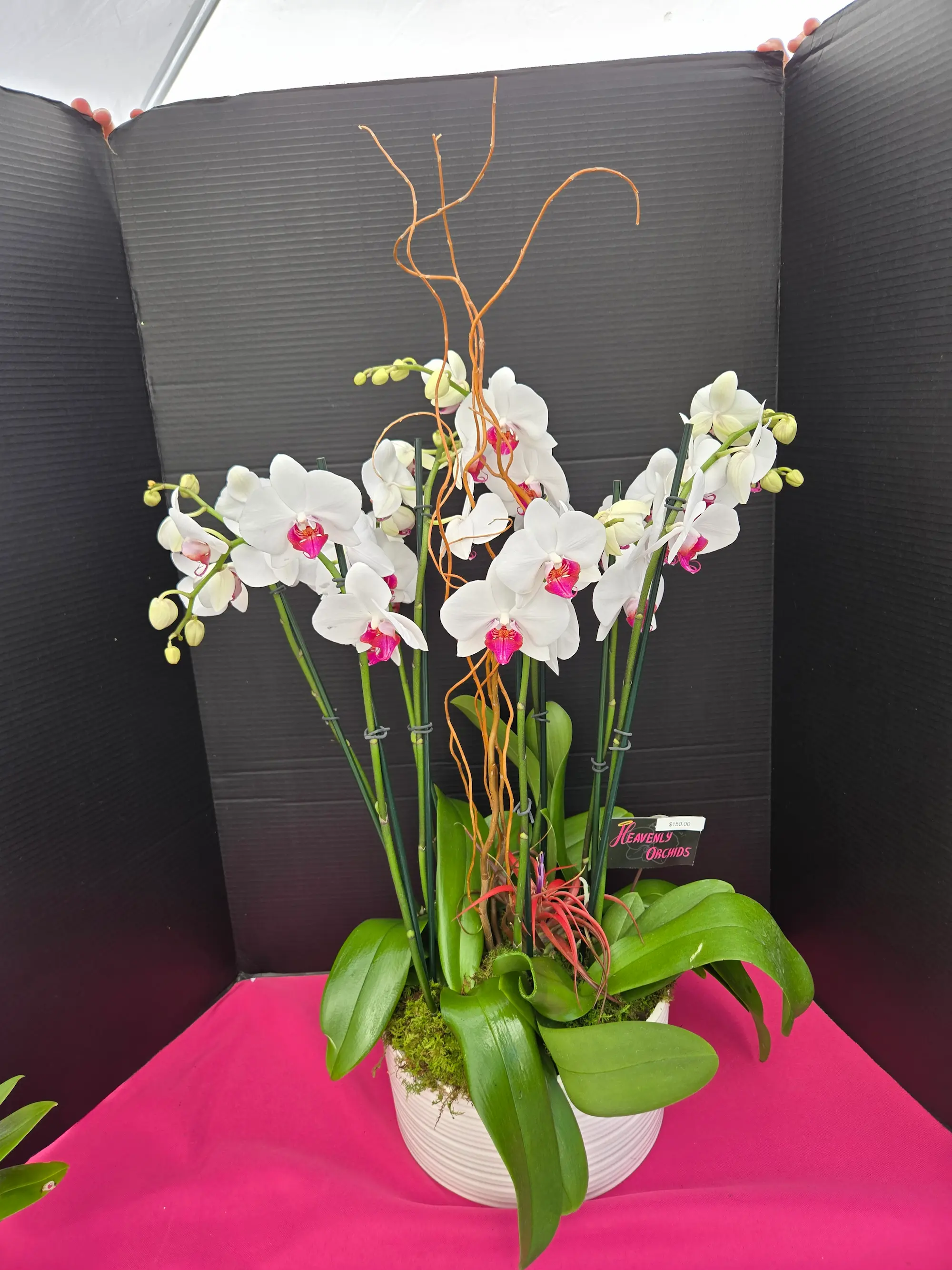 Orchid arrangement