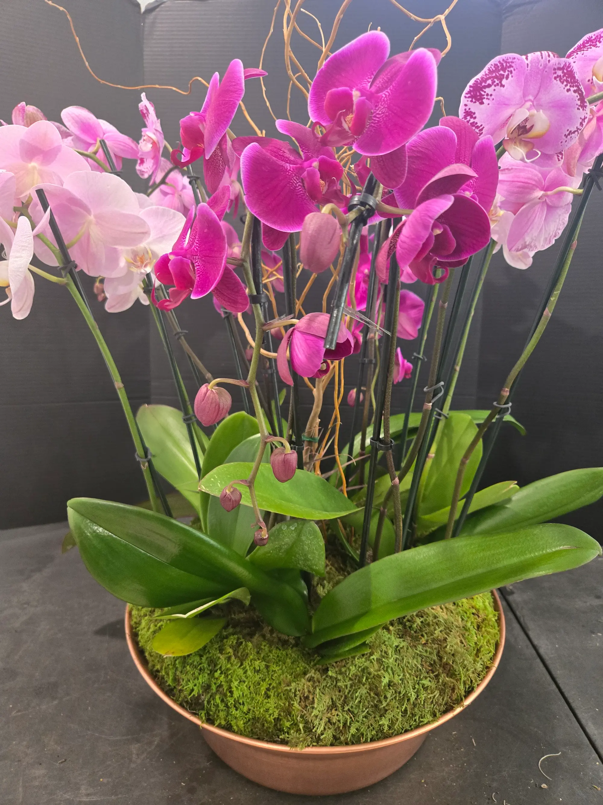 Orchid arrangement