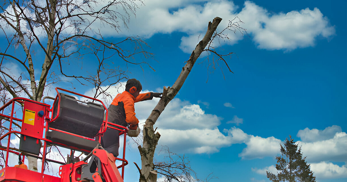 professional tree removal services in valdosta