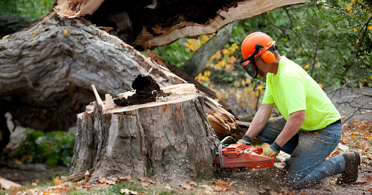 tree removal in valdosta