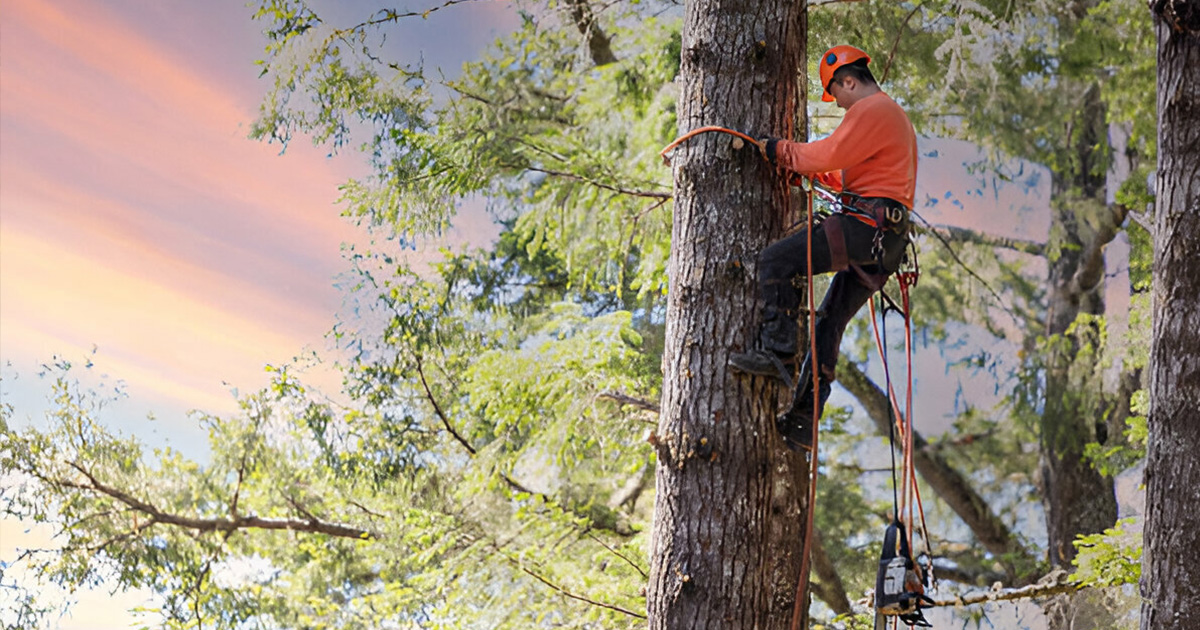 assessing tree removal in valdosta