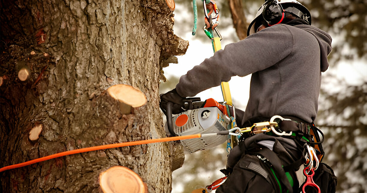 professional tree removal process