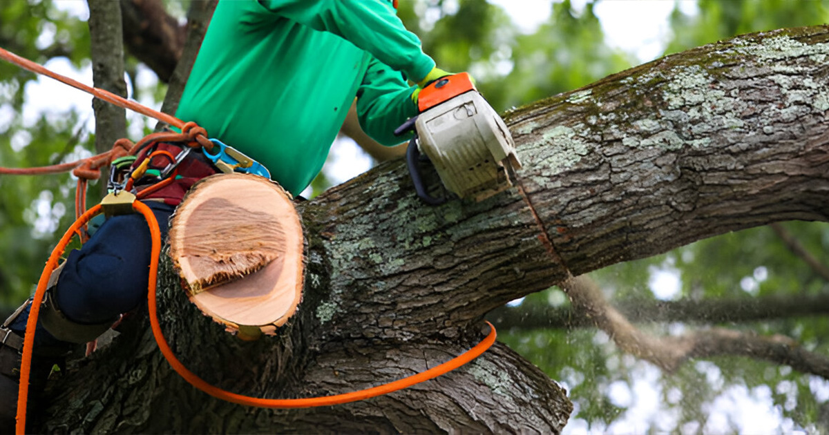 leaning tree removal