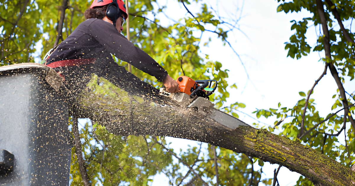 proximity to structure tree removal removal