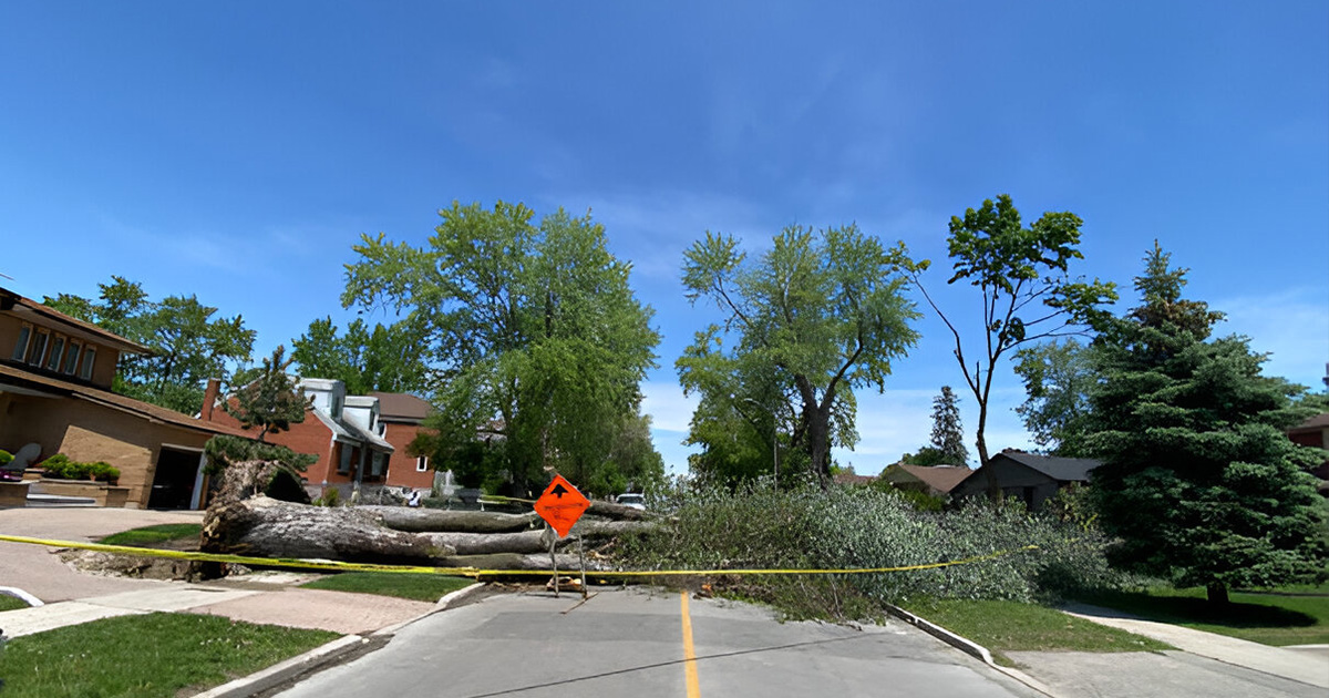 tree removal near me