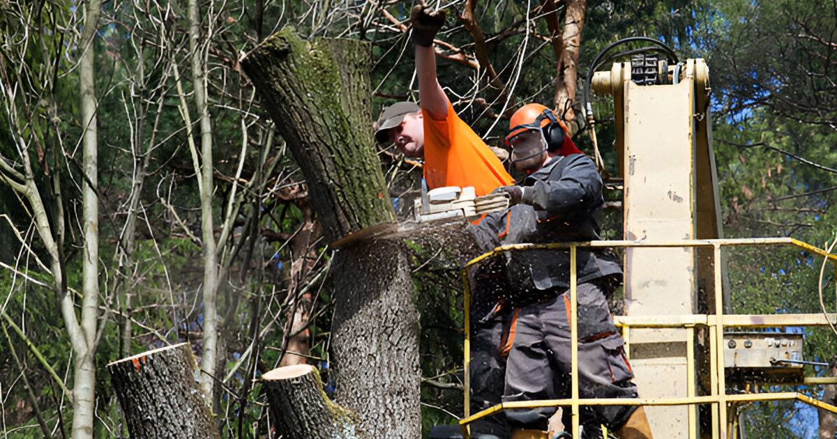 tree removal process