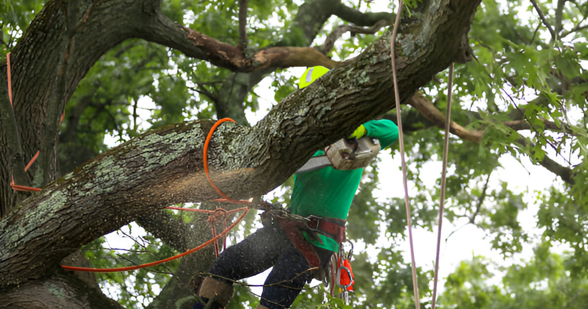 tree removal services