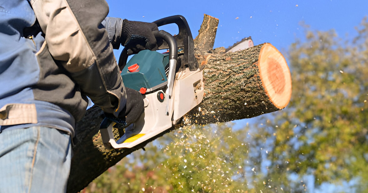 benefits of tree removal