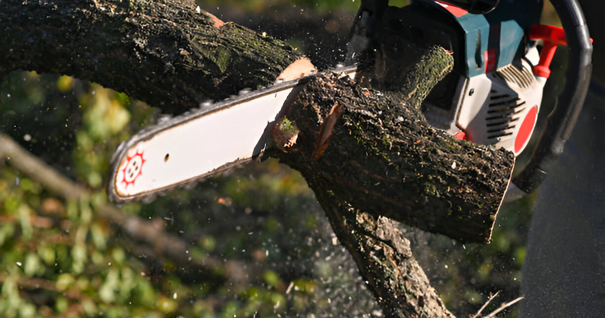 top tree removal services valdosta