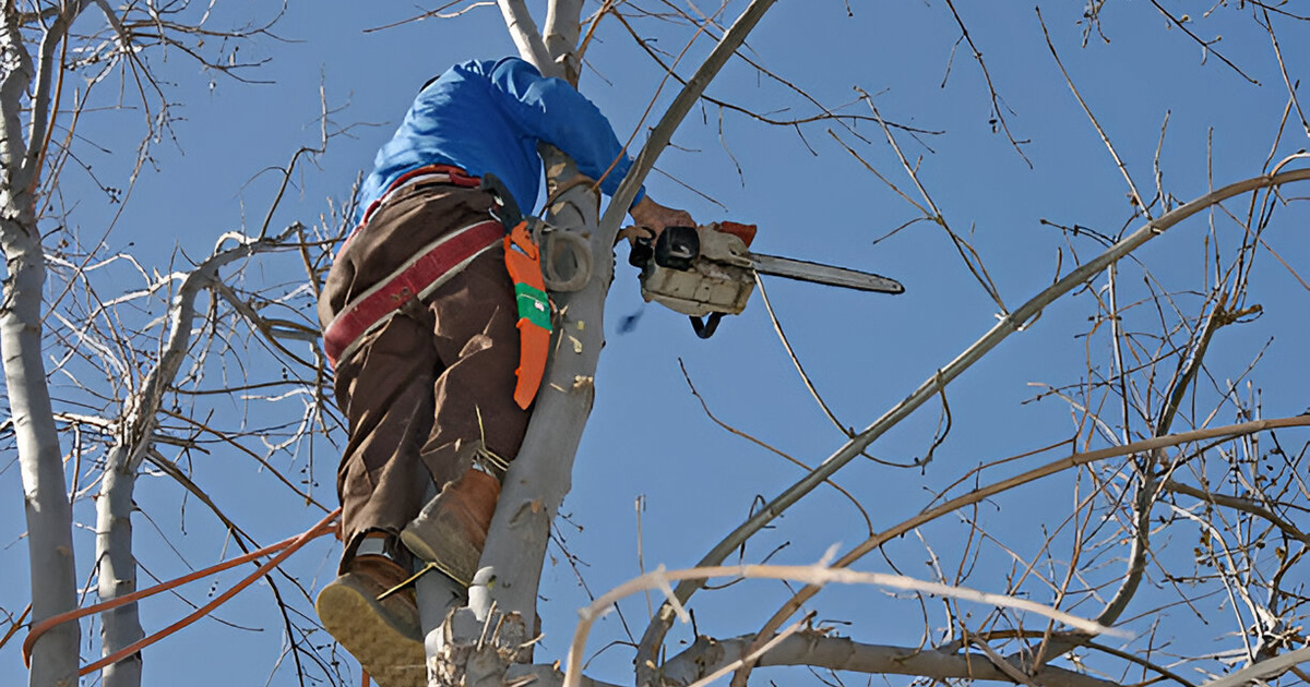 best tree trimming services in valdosta