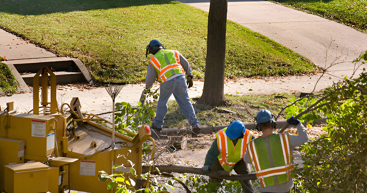 professional tree trimming