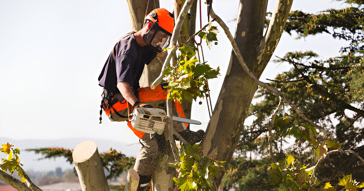 tree pruning process