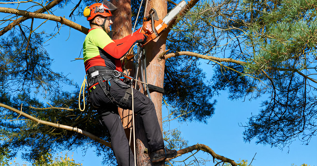 tree trimming company in valdosta ga