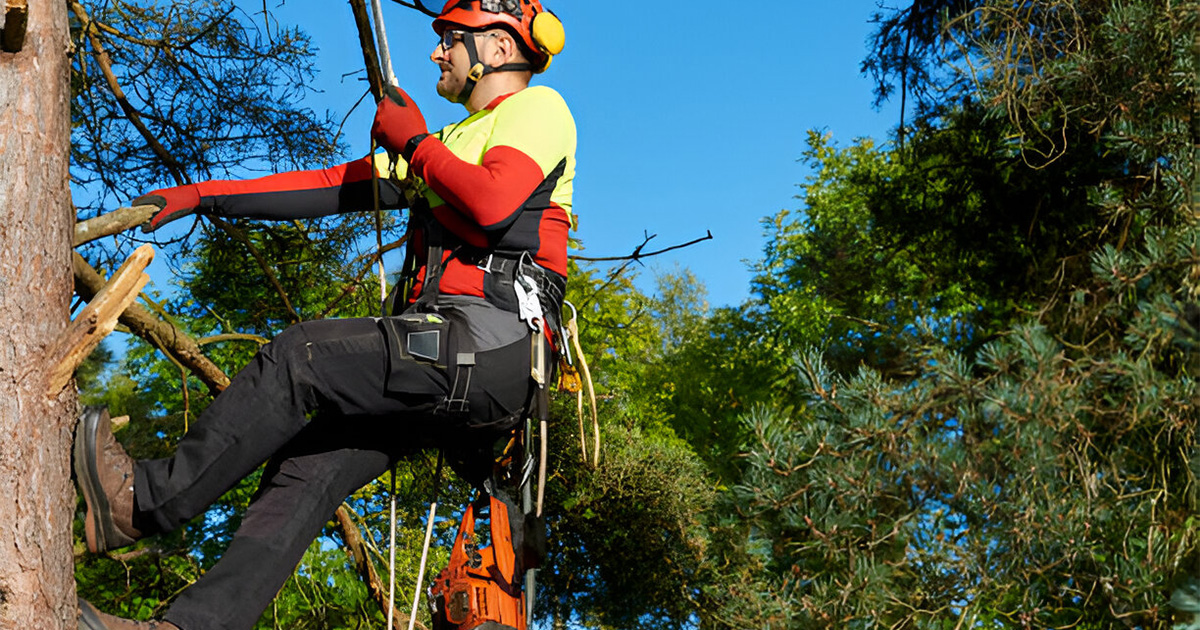 tree removal in valdosta