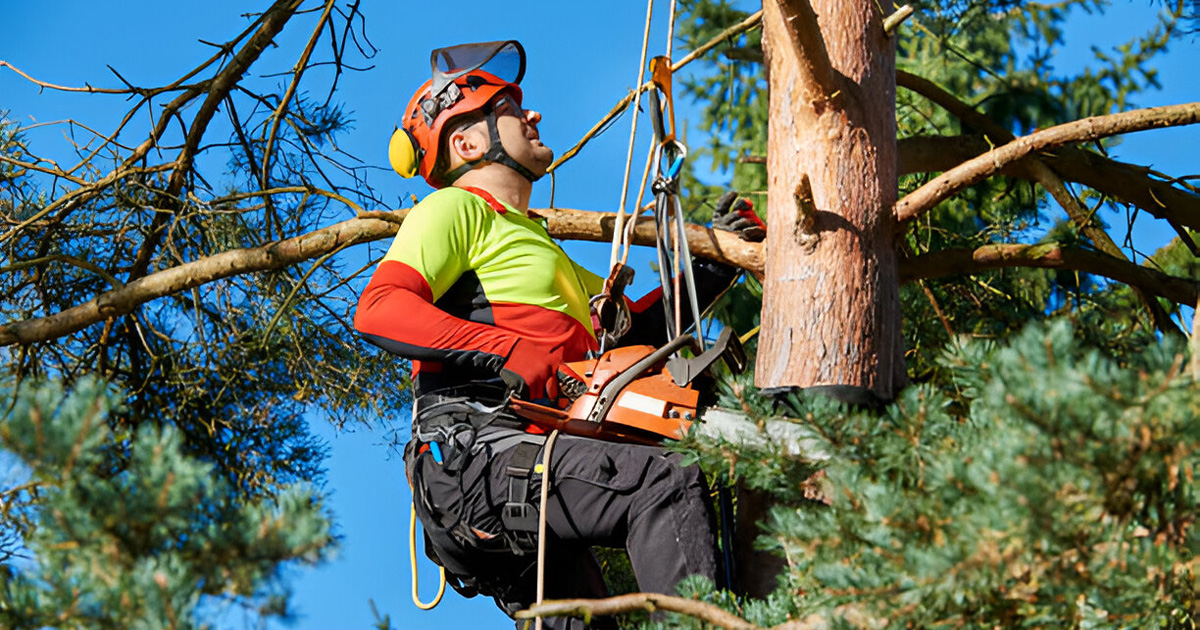 professional tree trimming in valdosta