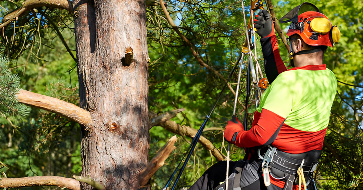 expert tree trimming near me valdosta