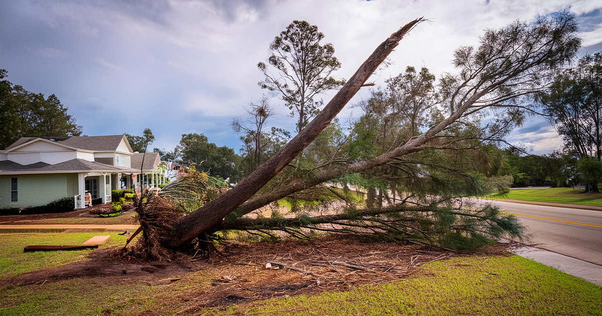 tree removal emergency