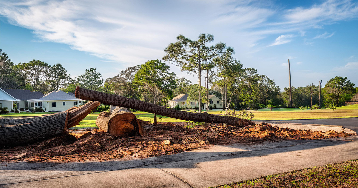 top emergency tree removal service