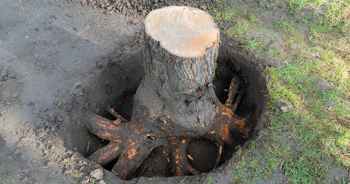 reliable stump grinding valdosta ga