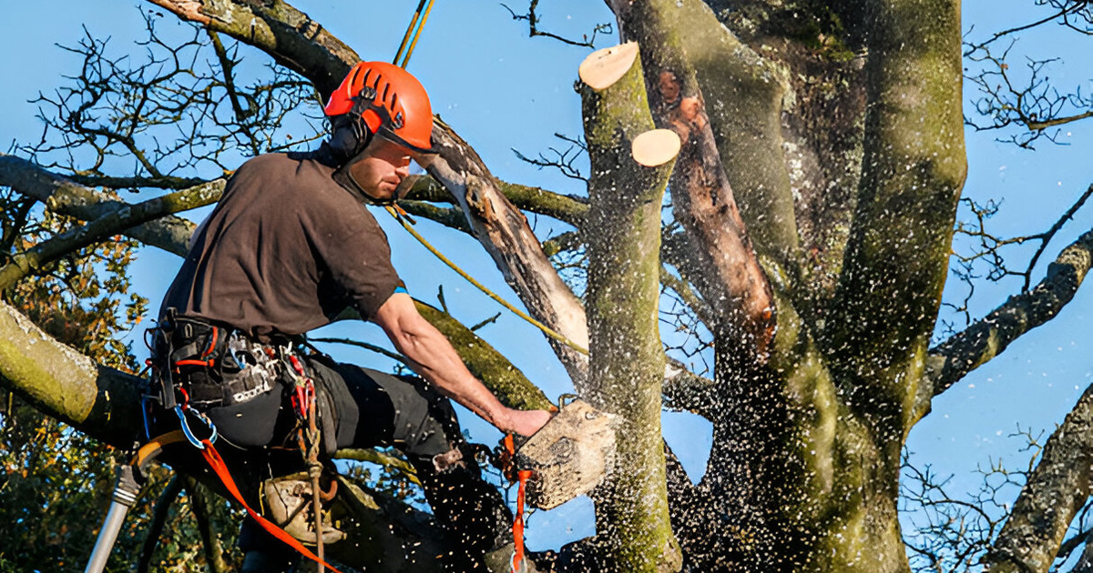 tree service safety