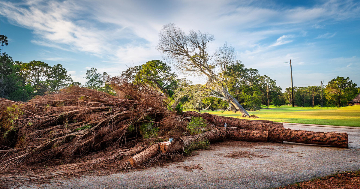 emergency tree service near me emergency tree service near me